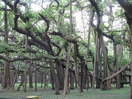 Banyan tree. Дерево Баньян в Индии. Фикус Великий Баньян. Фикус бенгальский Великий Баньян. Великий Баньян дерево с самой большой в мире площадью кроны.