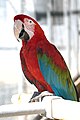 Green-winged macaw