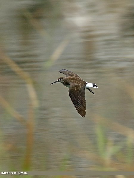 File:Green Sandpiper (Tringa ochropus) (30136379731).jpg