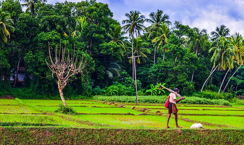 File:Greenish Paddy.jpg