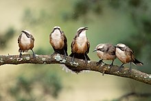 Small flock of grey-crowned babblers (P. t. temporalis), New South Wales Grey-crowned Babblers 1605.jpg