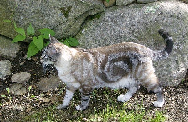 fluffy grey tabby cat