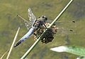 Black-tailed Skimmer (Orthetrum cancellatum) Großer Blaupfeil