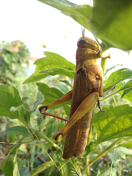 File:Gunung Kidul Grasshopper.jpg