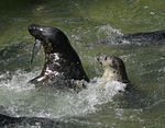 Cornish Seal Sanctuary