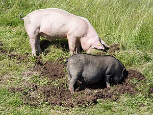 Lợn Nhà – Wikipedia Tiếng Việt