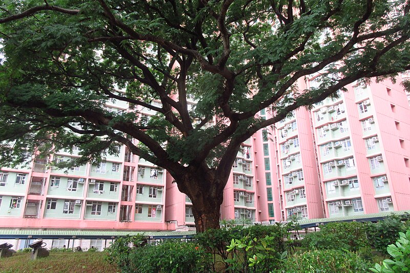 File:HK SMP 秀茂坪邨 Sau Mau Ping Estate Campion tree silk July 2018 IX2 08.jpg