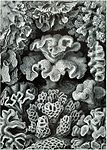 Haeckel Hexacoralla 69.jpg