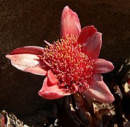 Haemanthus coccineus Type species