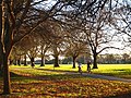 North Hagley Park, late afternoon in winter