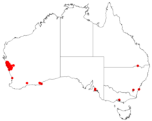 Hakea pycnoneuraDistMap116.png