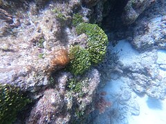 At Pickles Reef, Florida Keys Halimeda Pickles Reef 20230713.jpg