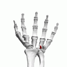Human left hand with hamulus of hamate bone shown in red Hamulus of hamate bone - animation01.gif