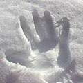 Hand mark on snow (16871223701).jpg