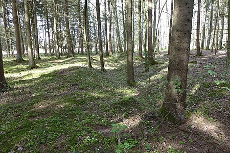 Vorwallgraben im Osten (trockengefallen)