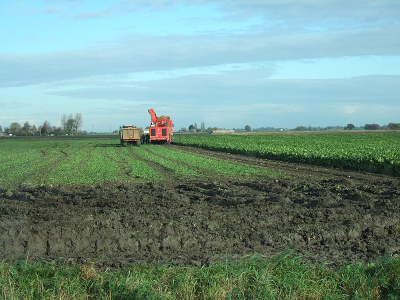 File:Harvesting sugar beet on Tick Fen - geograph.org.uk - 2154024.jpg