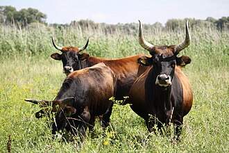 Conservation grazing with Taurus cattle near Stolzenhagen Heckrinder NP Unteres Odertal 24.07.11.JPG