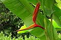 Heliconia thomasiana (14732346647) .jpg