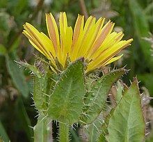 Outer rays of bristly oxtongue are sometimes red striped. Helminthotheca echioides rays.jpg