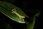 Thumbnail for Chiang Mai dwarf gecko