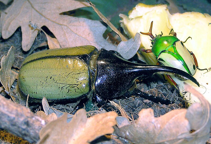 giant hercules beetle