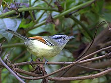 Rufous-margined antwren Herpsilochmus rufimarginatus.jpg