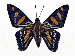 <i>Mimardaris sela</i> Species of butterfly