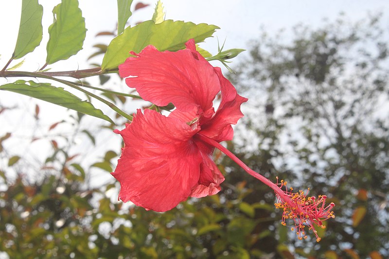 File:Hibiscus flower Botanic garden Limbe Cameroon.jpg