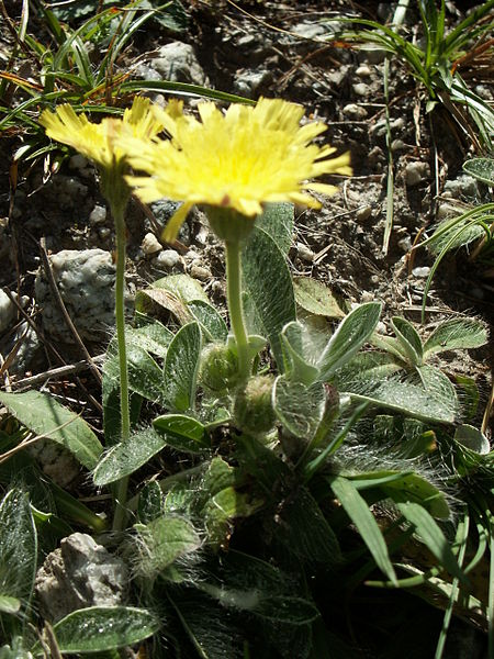 File:Hieracium peleterianum18.jpg