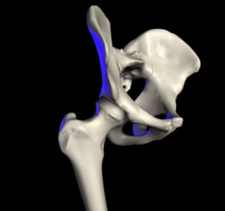 Hip Anatomical region between the torso and the legs, holding the buttocks and genital region