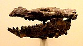 Fossilized skull of the Eocene tapir-like mammal Homogalax Homogalax tapirinus.JPG