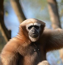 Hoolock gibbons are living in these forests.