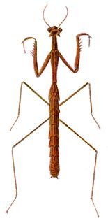 <i>Hoplocorypha macra</i> Species of praying mantis