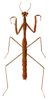 Hoplocorypha macra, a species of African stick mantis. Illustration by M. Beier, 1935 Hoplocorypha macra.jpg