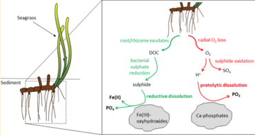 Why seagrasses are widely distributed in oligotrophic tropical waters
It is to do with how tropical seagrasses mobilise phosphorus and iron. Tropical seagrasses are nutrient-limited owing to the strong phosphorus fixation capacity of carbonate-rich sediments, yet they form densely vegetated, multispecies meadows in oligotrophic tropical waters. Tropical seagrasses are able to mobilize the essential nutrients iron and phosphorus in their rhizosphere via multiple biogeochemical pathways. They can mobilise phosphorus and iron within their rhizosphere via plant-induced local acidification, leading to dissolution of carbonates and release of phosphate, and via local stimulation of microbial sulfide production. These mechanisms have a direct link to seagrass-derived radial oxygen loss and secretion of dissolved organic carbon from the below-ground tissue into the rhizosphere. This demonstration of seagrass-derived rhizospheric phosphorus and iron mobilization explains why seagrasses are widely distributed in oligotrophic tropical waters. How tropical seagrasses mobilise phosphorus and iron.png