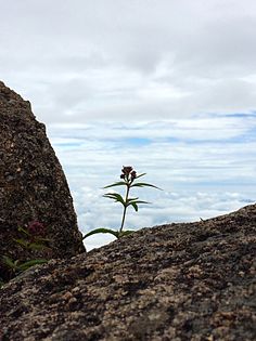 A flower growing on a rock above the clouds