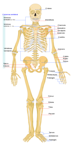 Nombres de todos los huesos del cuerpo humano carefirst national formulary