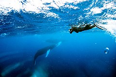 Een duiker maakt opnames van een bultrug en haar kalf in de Dominicaanse Republiek.