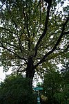 English oak (Quercus robur)