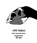 Reconstruction with missing skull elements IVVP V18641.jpg