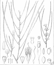 Иконография австралийских видов Acacia и родственных родов (1887 г.) (20124327374) .jpg