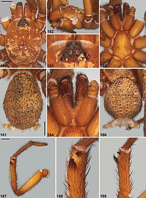 Descrierea imaginii Idiosoma gutharuka (10.3897-zookeys.756.24397) Cifre 180–189.jpg.