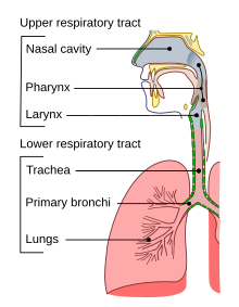 Upper respiratory tract (pharynx and larynx) and lower respiratory tract (trachea, bronchi, and lung) Illu conducting passages.svg