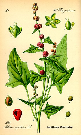 Blitum capitatum