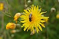 Welches Insekt auf welcher Blume?