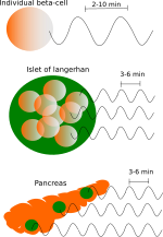 Thumbnail for Insulin oscillation