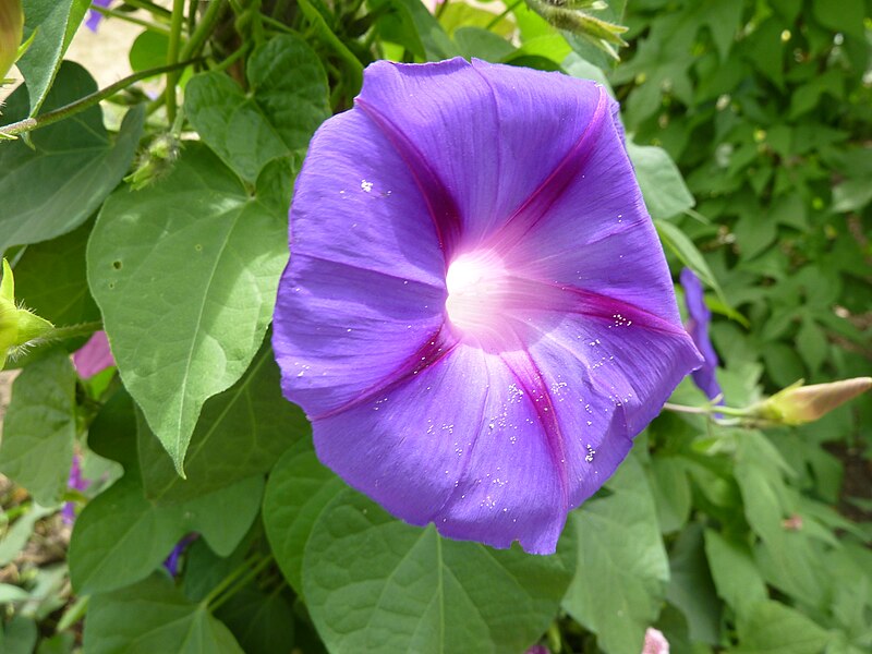 File:Ipomoea purpurea (Convolvulaceae) flower 1.JPG