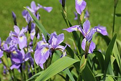 Iris versicolor 0007.jpg