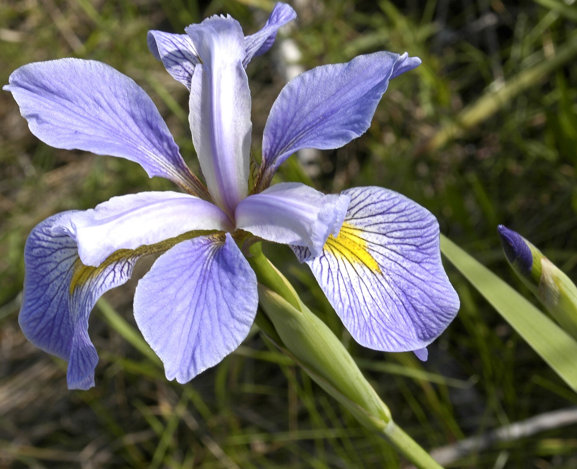 Iris Virginica