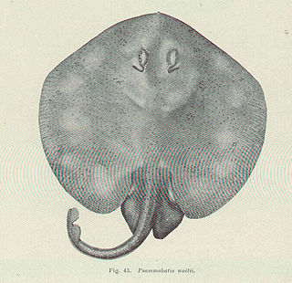 <i>Irolita</i> Genus of cartilaginous fishes